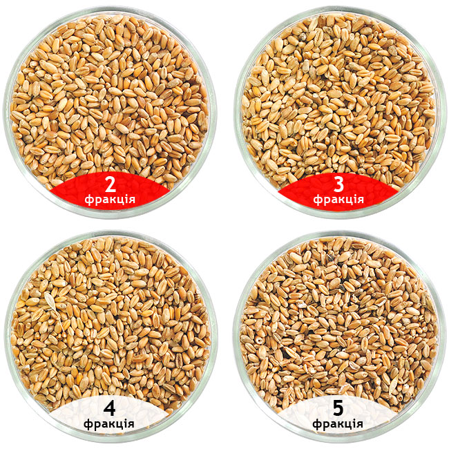 Калібрування пшениці, очищення пшениці на сепараторі САД