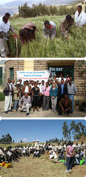 Эфиопия - сбор урожая ячменя