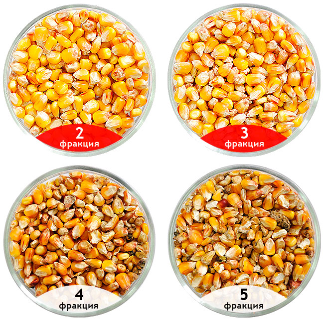 Семена кукурузы очищенные на сепараторе САД, очистка кукурузы