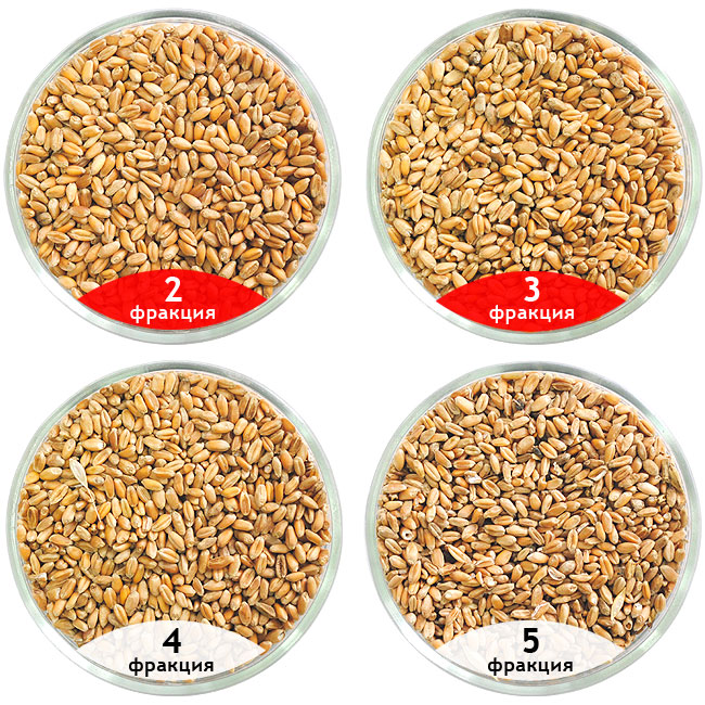 Калибровка пшеницы, очистка пшеницы на сепараторе САД