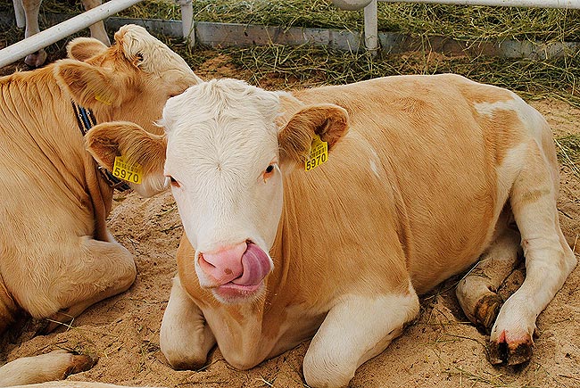 Корова з язиком на Агро-2011